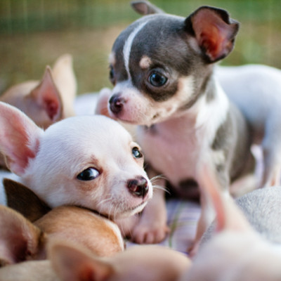 Puppy Love - Chihuahuas - {Ontario Animal & Pet Photographer}