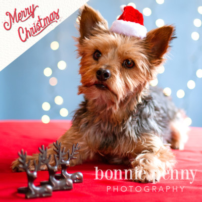 Merry Christmas and Happy Holidays from Bonnie Penny Photography